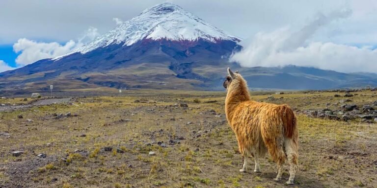 Ecaudor: A Complete Guide to Ecuador’s Culture, Nature, History, and Travel